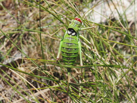 Image of saddle-backed bushcricket