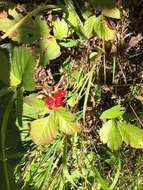 Image of Stone Bramble