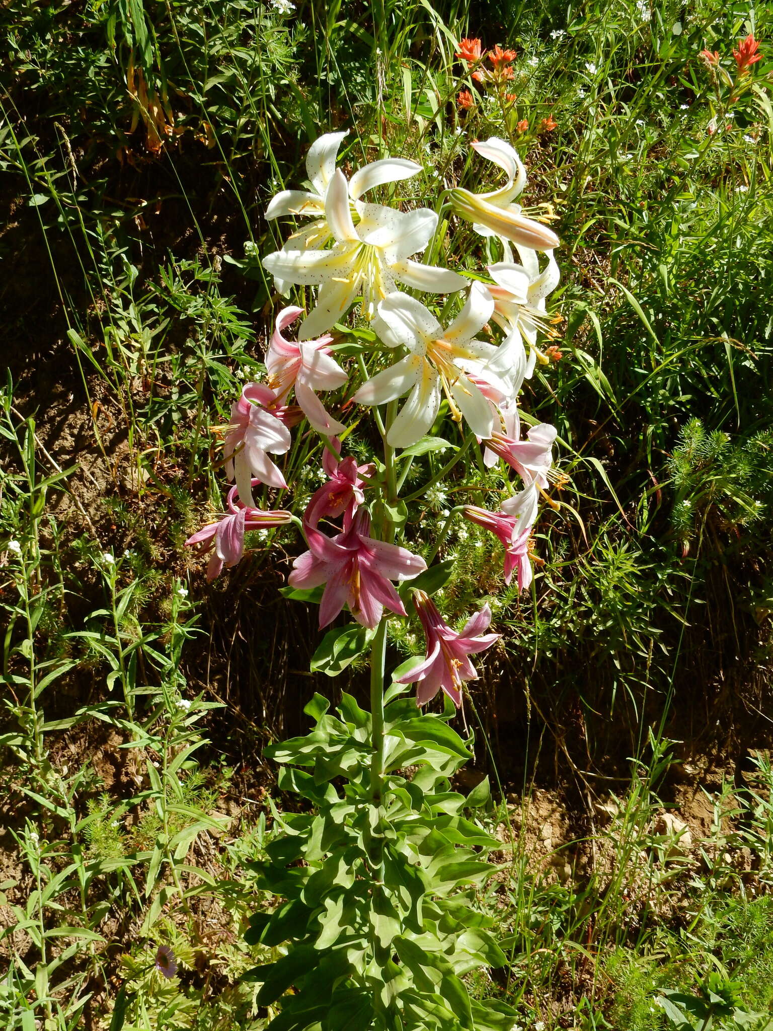 Image of Cascade lily