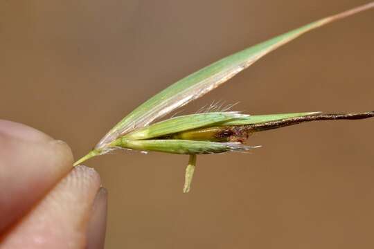 Image of Red grass