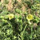 Plancia ëd Emmenanthe penduliflora var. penduliflora