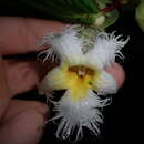 Drymonia brochidodroma Wiehler resmi