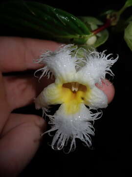 Drymonia brochidodroma Wiehler resmi