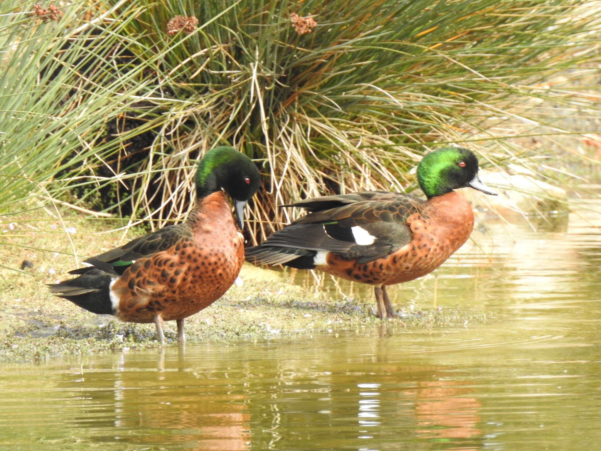 Image of Chestnut Teal