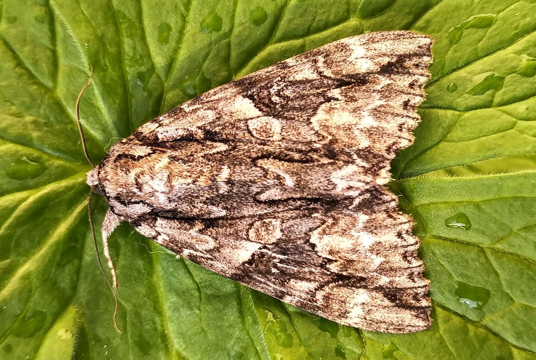 Image of Mother Underwing