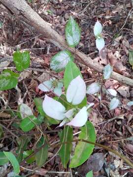 Image of Paederia farinosa (Baker) Puff