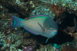 Image of Three-colour Parrotfish