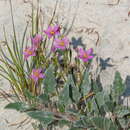 Image of Zeltnera maryanniana (B. L. Turner) G. Mans.