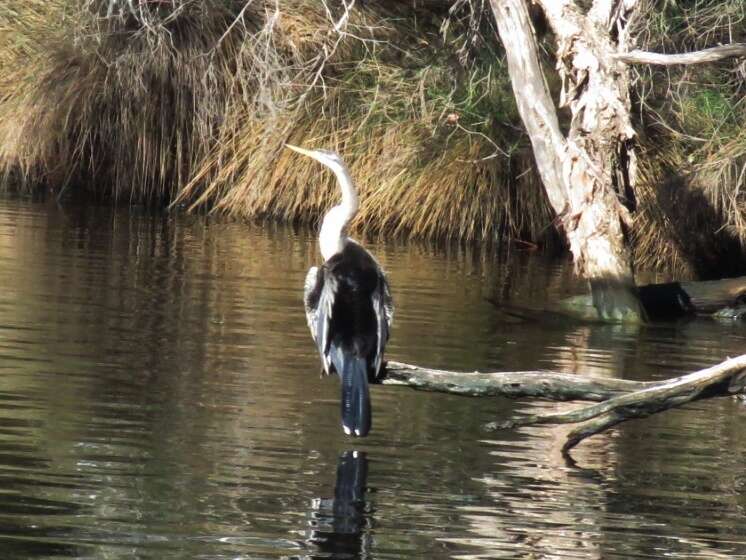 Image de Anhinga d'Australie