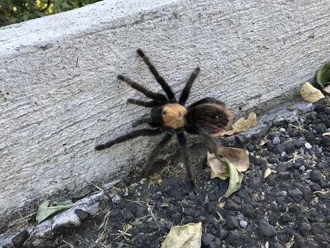 Imagem de Brachypelma albiceps Pocock 1903