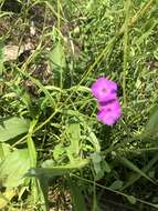 Image of Alabama phlox