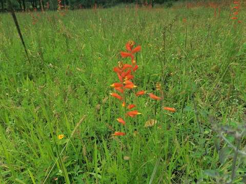 Image de Castilleja tenuifolia M. Mart. & Gal.