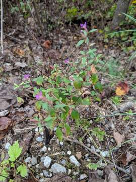 Image of blue waxweed