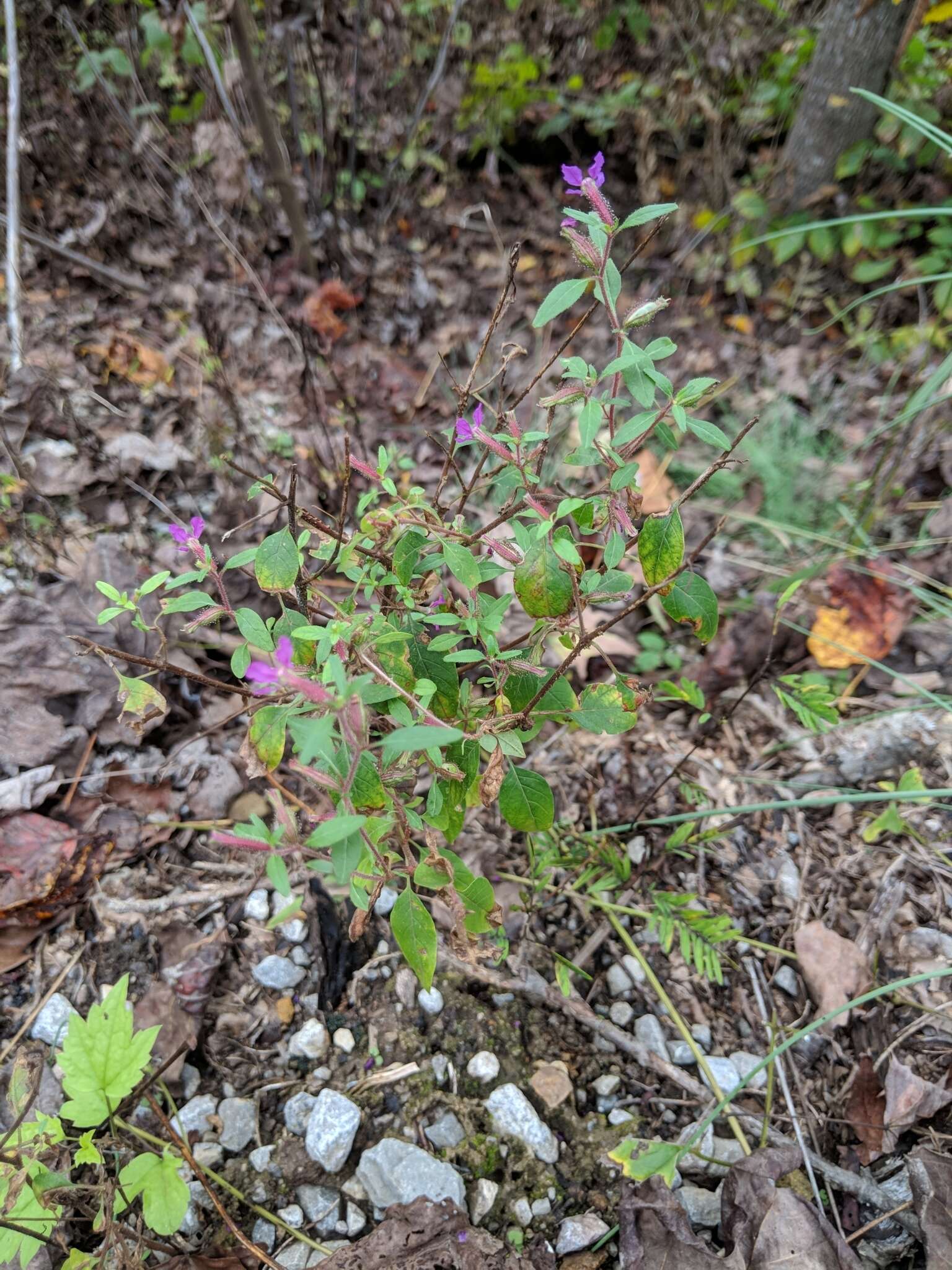 黏毛萼距花的圖片