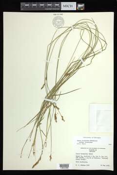 Image of brome-like sedge