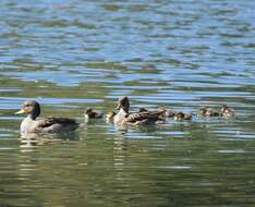 Image of Yellow-billed Teal