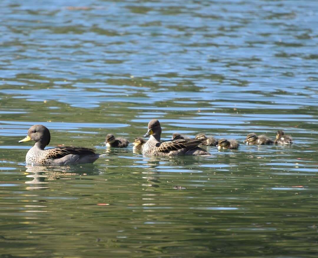 Image of Yellow-billed Teal