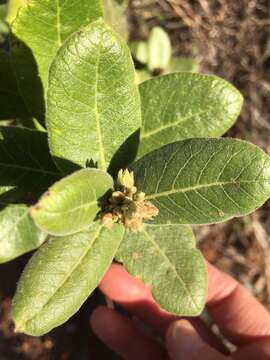 Rhus standleyi F. A. Barkley的圖片