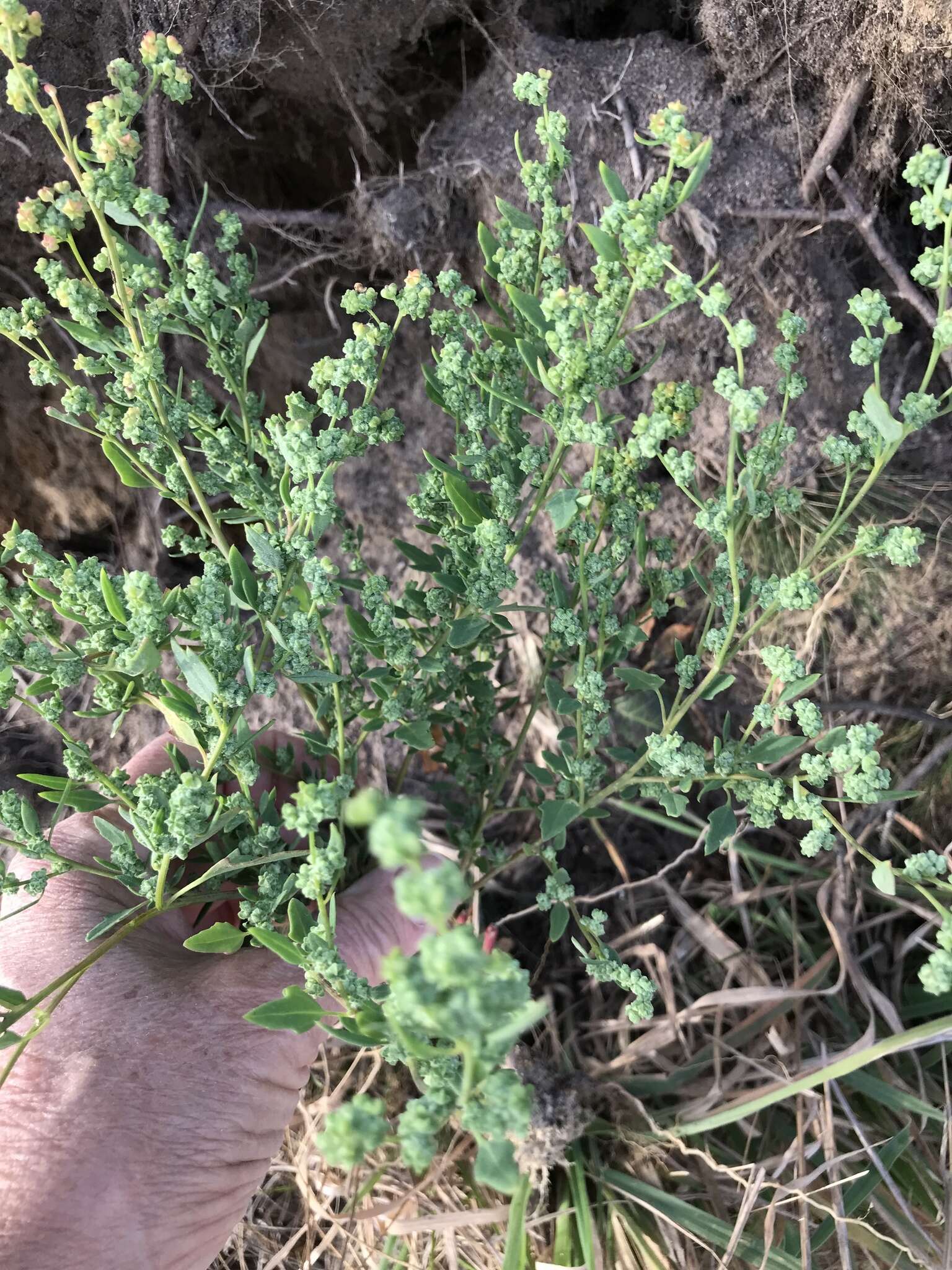 Image of pitseed goosefoot