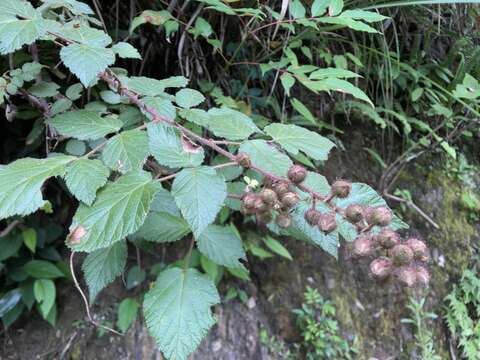 Image of Rubus parviaraliifolius Hayata