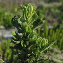 Image of Poisonous ragwort