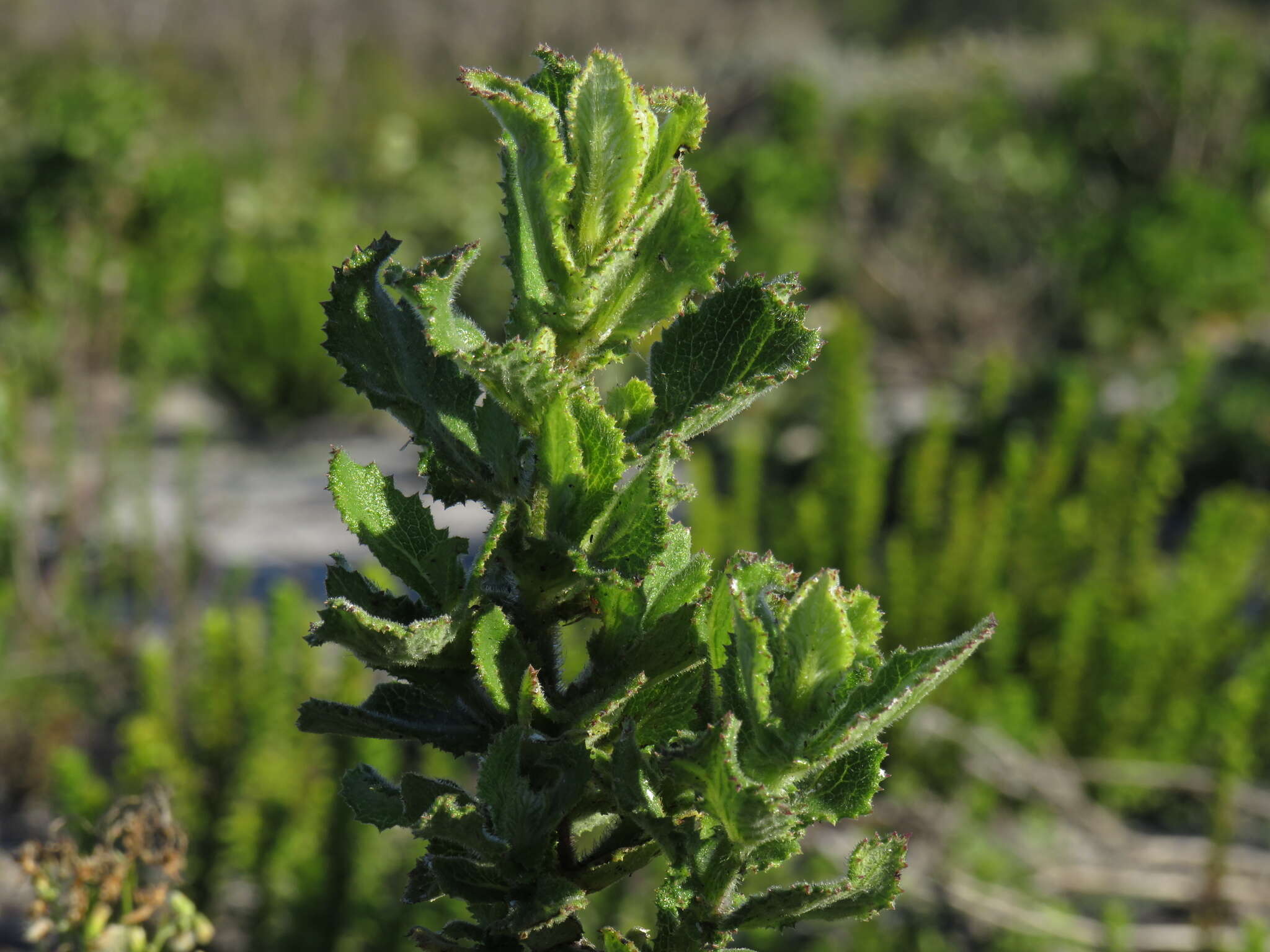 Image of Poisonous ragwort