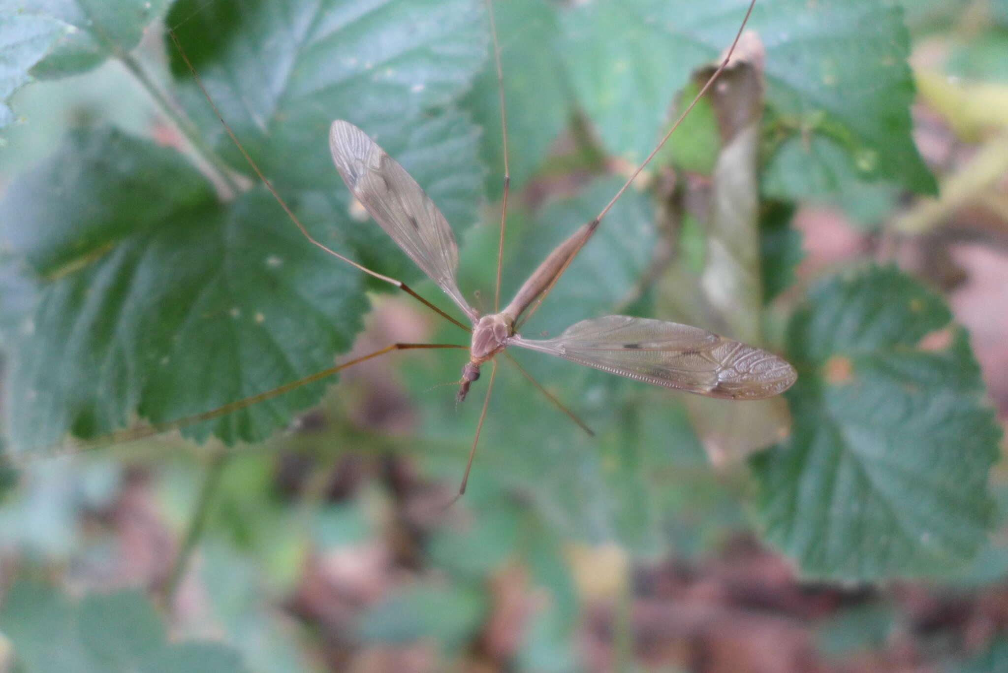 Tipula (Acutipula) fulvipennis De Geer 1776 resmi