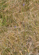 Image of Nevada Blue-Eyed-Grass