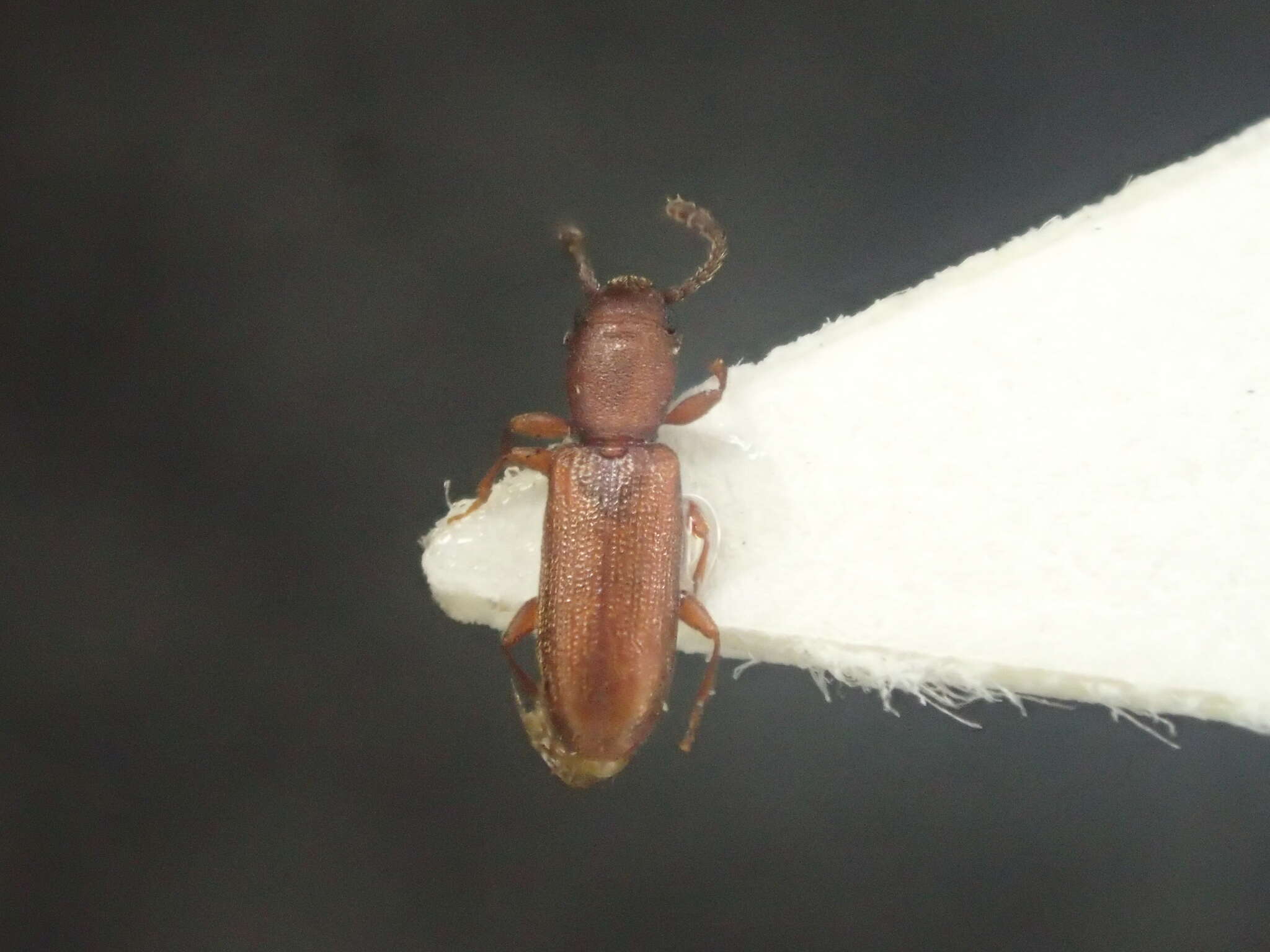 Image of Beetle