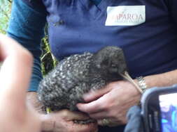 Image of Great Spotted Kiwi