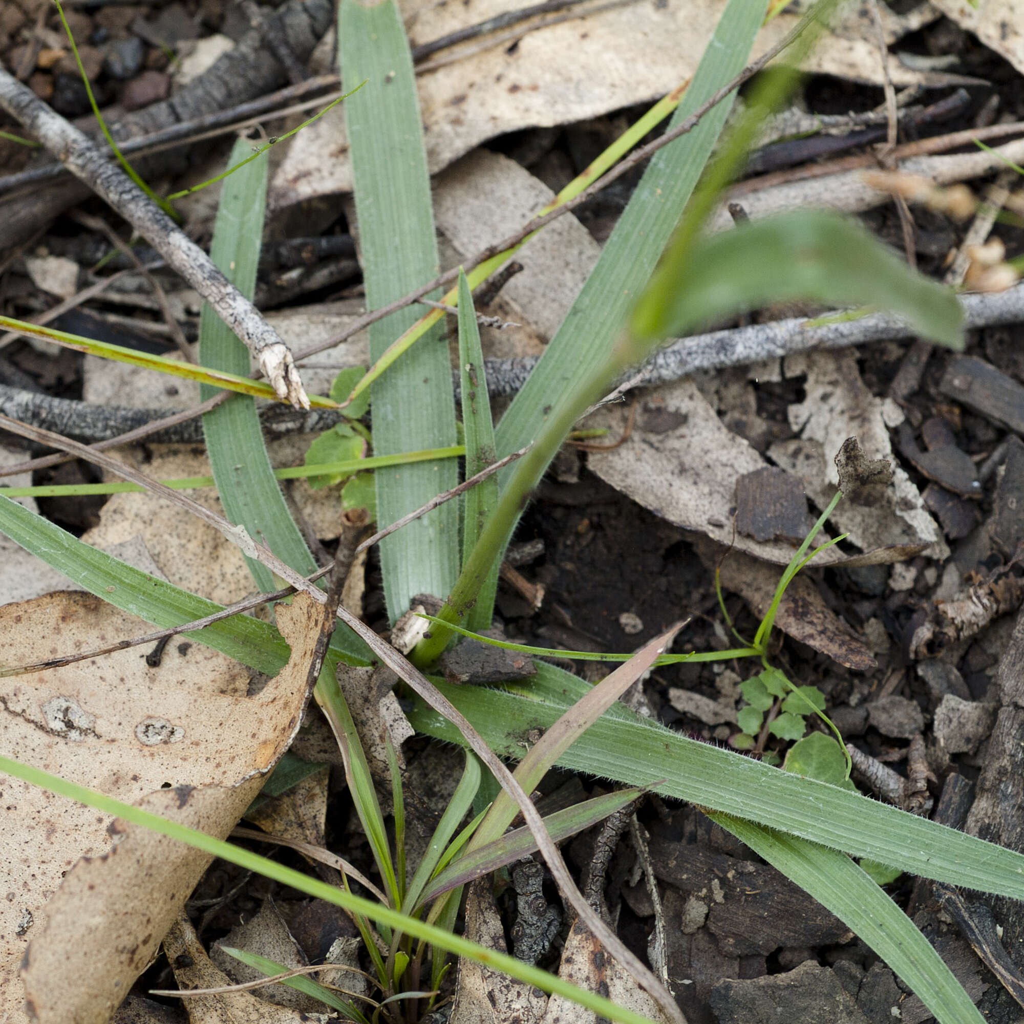 Murdannia graminea (R. Br.) G. Brückn.的圖片