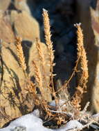 Image de Nepeta annua Pall.