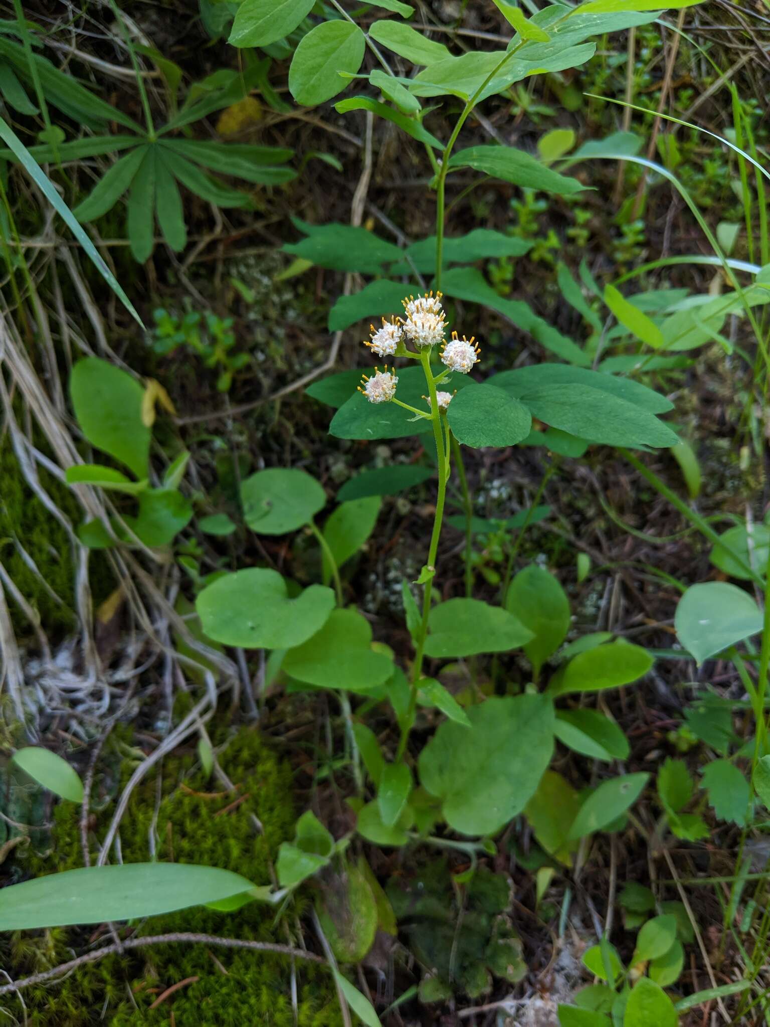 Imagem de Antennaria racemosa Hook.