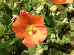 Image of woolly globemallow