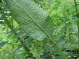 Image of Caucasus catmint