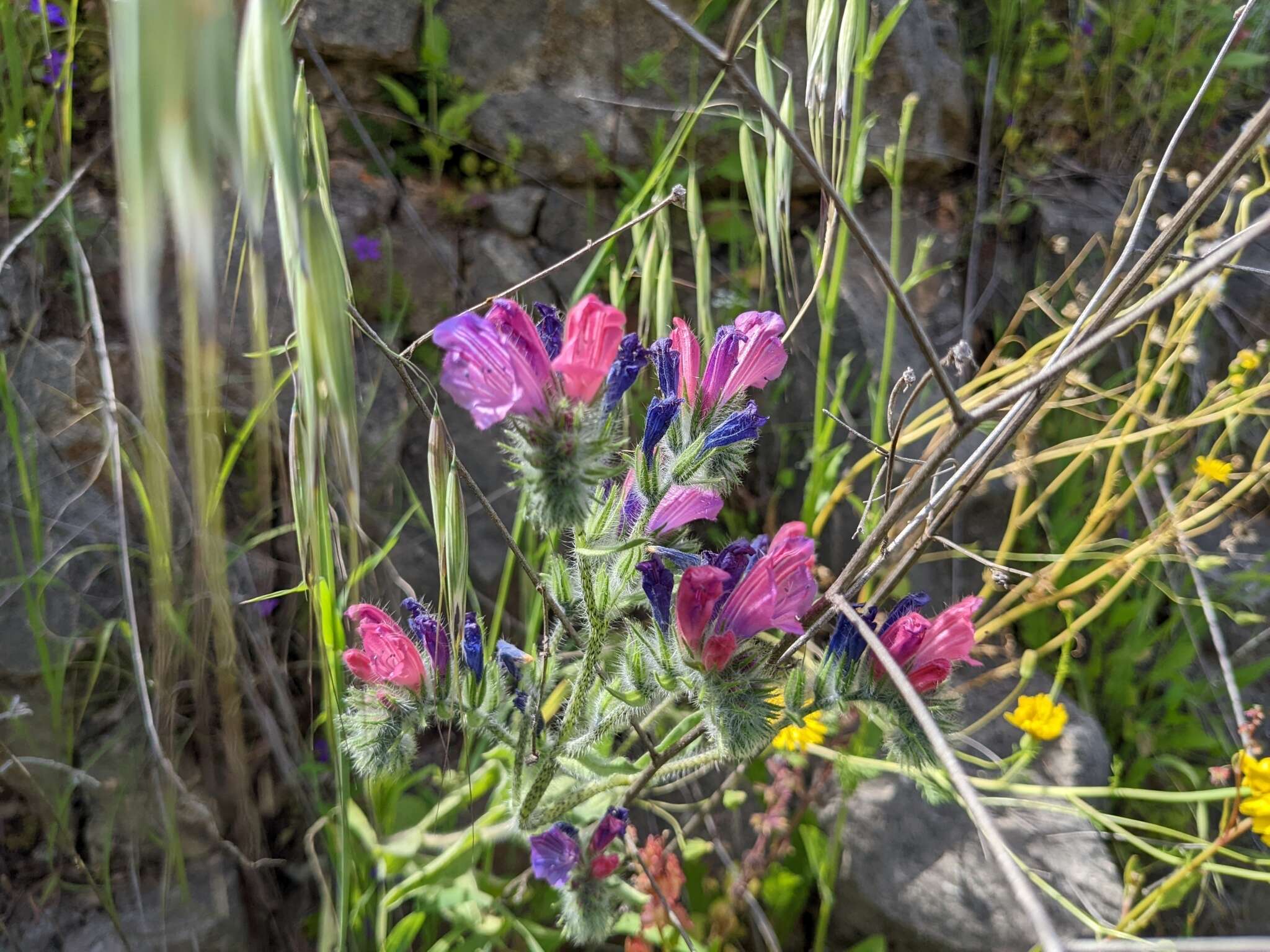 Image of Echium judaeum Lacaita