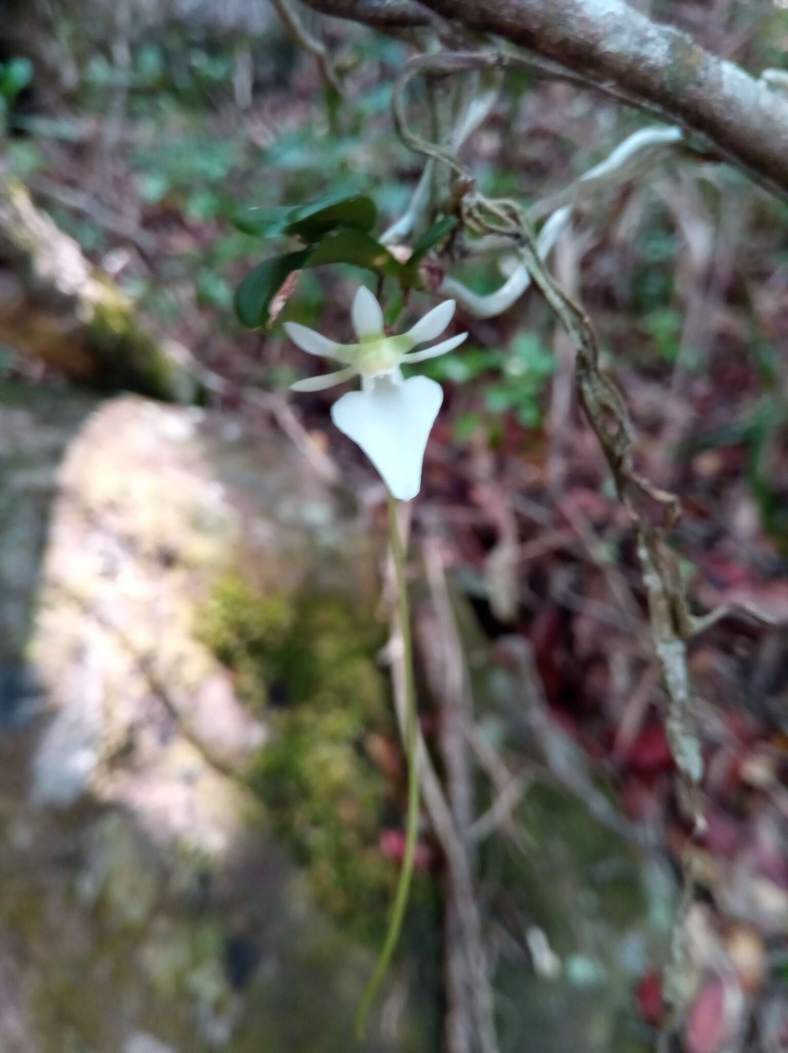 Imagem de Neobathiea grandidierana (Rchb. fil.) Garay