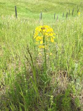 Image of western wallflower