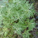 Sivun Artemisia dubia Wall. ex Bess. kuva