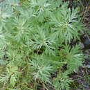 Image of Artemisia dubia Wall. ex Bess.