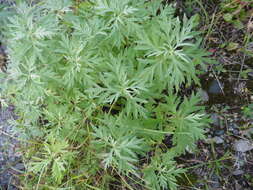 Image of Artemisia dubia Wall. ex Bess.