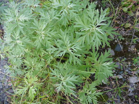 Imagem de Artemisia dubia Wall. ex Bess.