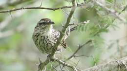 Image of Yucatan Wren