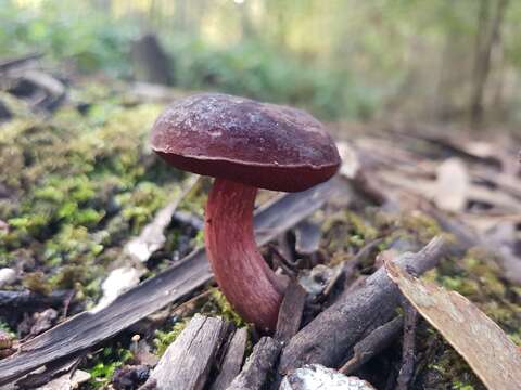 Слика од Boletus tasmanicus Hongo & A. K. Mills 1989