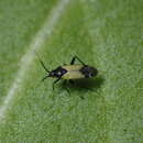 Macrotylus bicolor (Fieber 1861) resmi