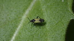 Image of Macrotylus bicolor (Fieber 1861)