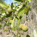 Image de Rhopalocarpus similis Hemsl.