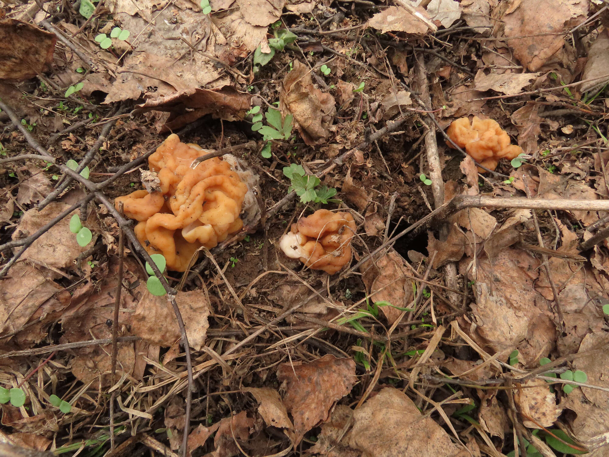 Plancia ëd Gyromitra gigas (Krombh.) Cooke 1878