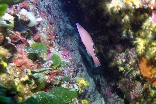 Image of Cuckoo Wrasse