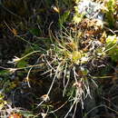 Image of Carex acicularis Boott